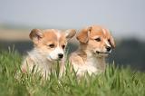 CORGI PEMBROKE 1231